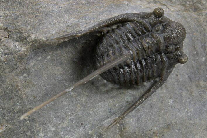 Spiny Cyphaspis Trilobite - Morocco #300597